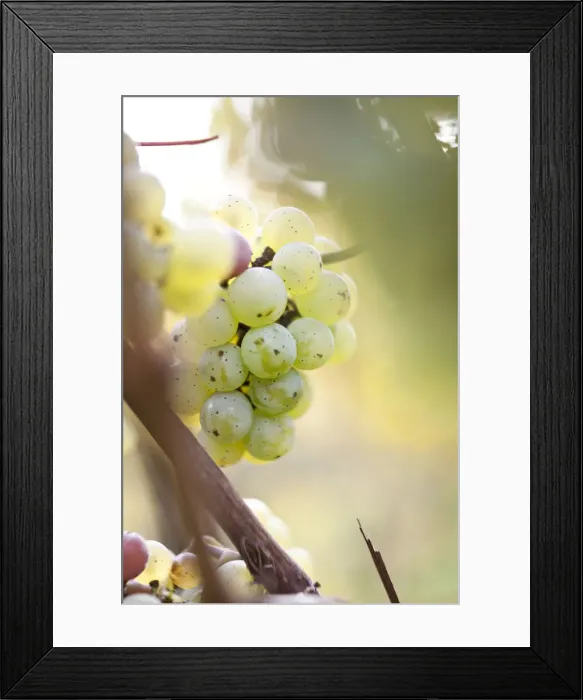 Framed Print : White grapes on the vine, autumn leaves Framed Print : White grapes on the vine, autumn leaves