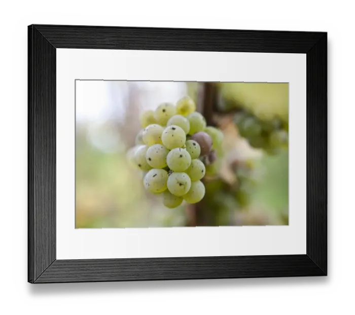 Framed Print : White grapes on the vine Framed Print : White grapes on the vine