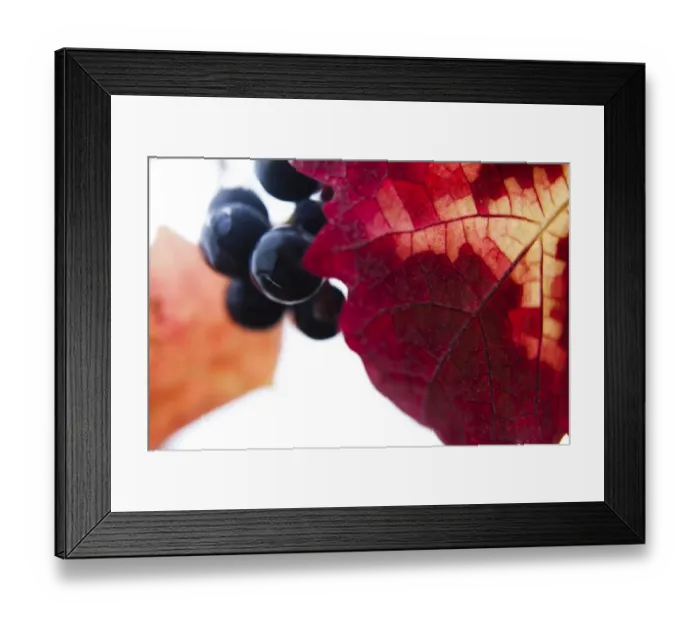 Framed Print : Grapes on the vine, red autumn leaves Framed Print : Grapes on the vine, red autumn leaves