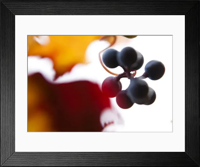 Framed Print : Grapes on the vine, autumn leaves Framed Print : Grapes on the vine, autumn leaves
