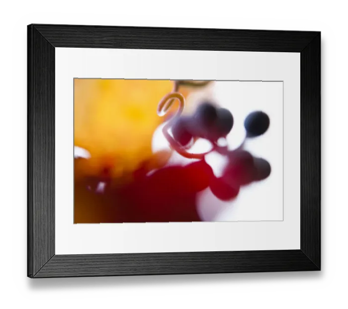 Framed Print : Grapes on the vine, autumn leaves
