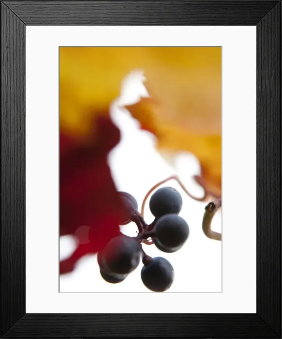 Framed Print : Red grapes on the vine, autumn leaves Framed Print : Red grapes on the vine, autumn leaves