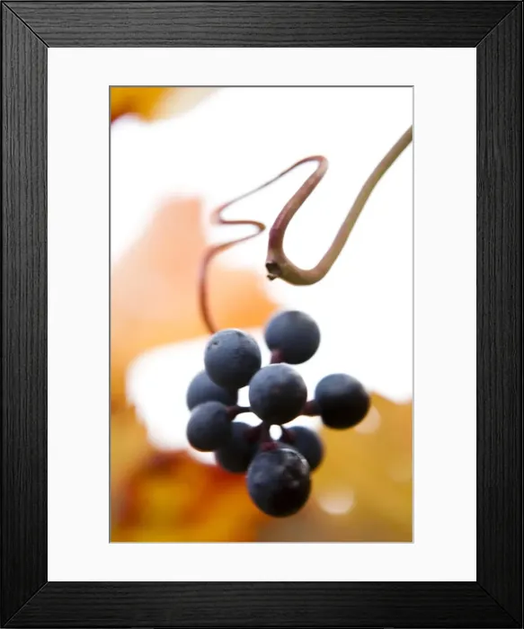 Framed Print : Grapes on the vine, autumn leaves