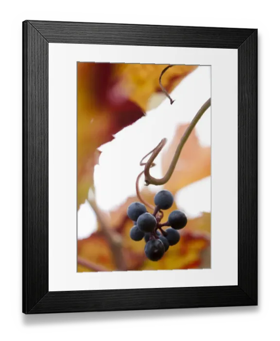 Framed Print : Grapes on the vine, autumn leaves Framed Print : Grapes on the vine, autumn leaves