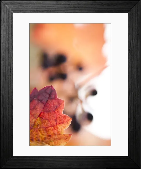 Framed Print : Grapes on the vine, autumn leaves Framed Print : Grapes on the vine, autumn leaves