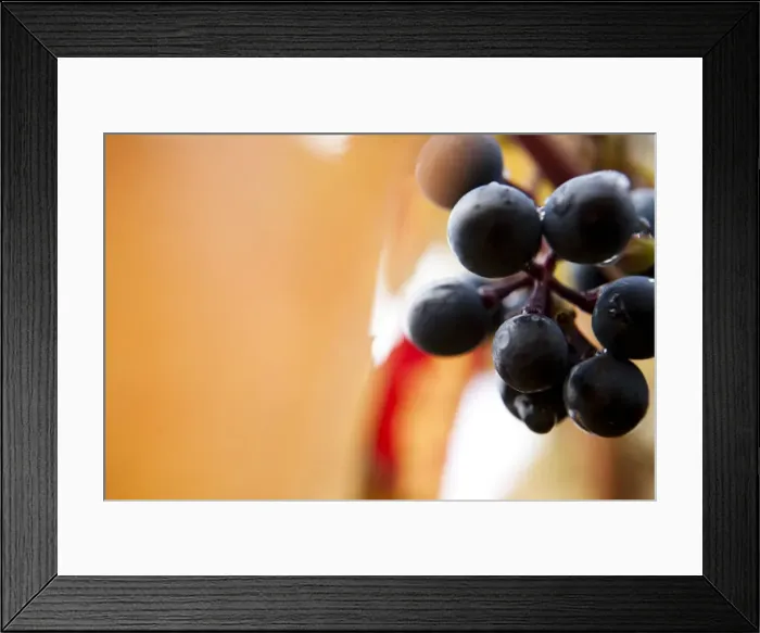 Framed Print : Grapes on the vine, autumn leaves Framed Print : Grapes on the vine, autumn leaves