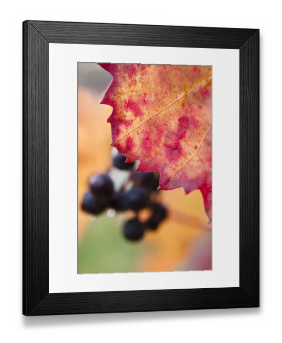 Framed Print : Red grapes, vine at the Moselle river, autumn