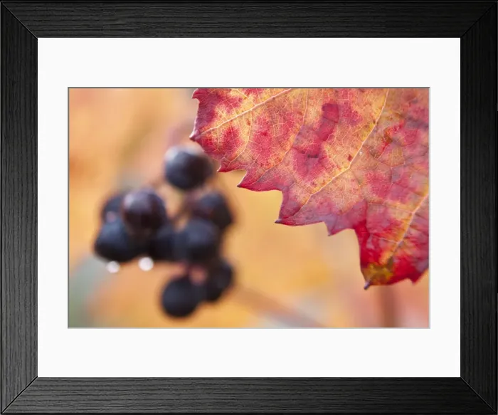 Framed Print : Red grapes, vine at the Moselle river, autumn Framed Print : Red grapes, vine at the Moselle river, autumn