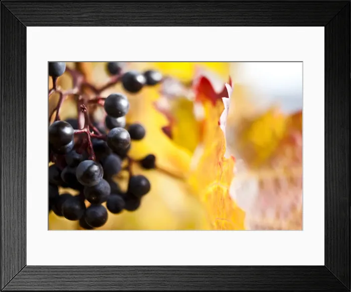 Framed Print : Red grapes, vine at the Moselle river, autumn Framed Print : Red grapes, vine at the Moselle river, autumn