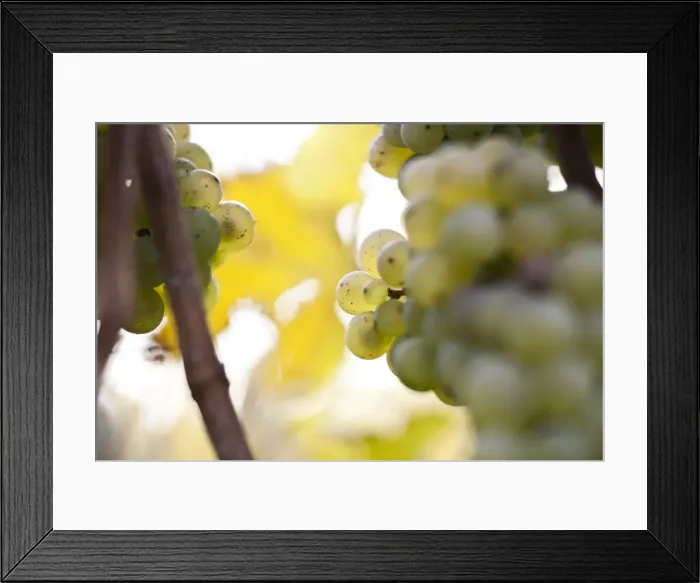 Framed Print : White grapes on the vine, autumn leaves Framed Print : White grapes on the vine, autumn leaves