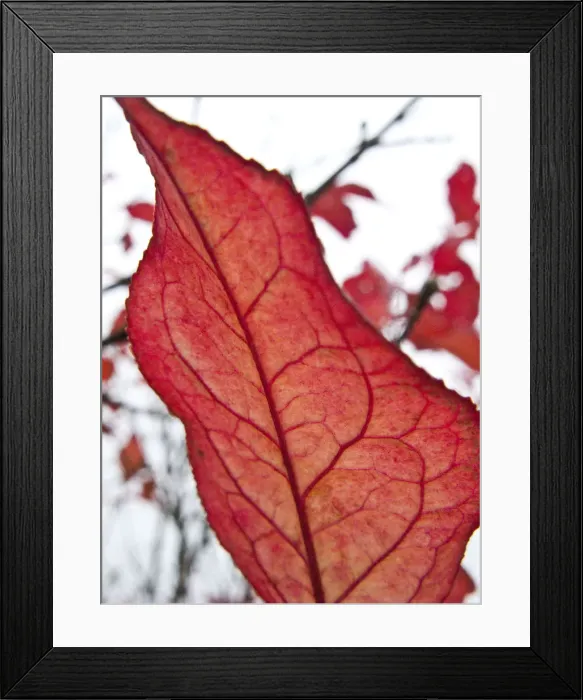 Framed Print : Autumn, red leaf Framed Print : Autumn, red leaf