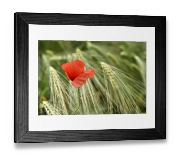 Framed Print : Corn poppy (Papaver rhoeas) in barley field (Hordeum vulgare) Framed Print : Corn poppy (Papaver rhoeas) in barley field (Hordeum vulgare)