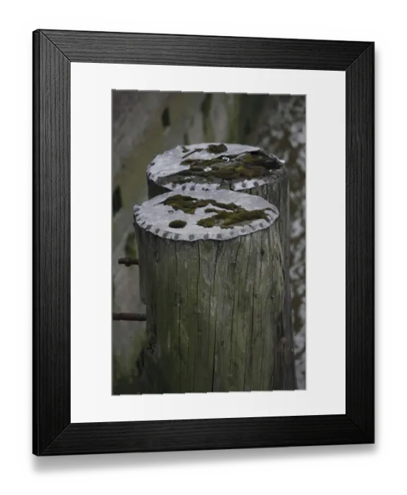 Framed Print : Mooring posts covered with moss Framed Print : Mooring posts covered with moss