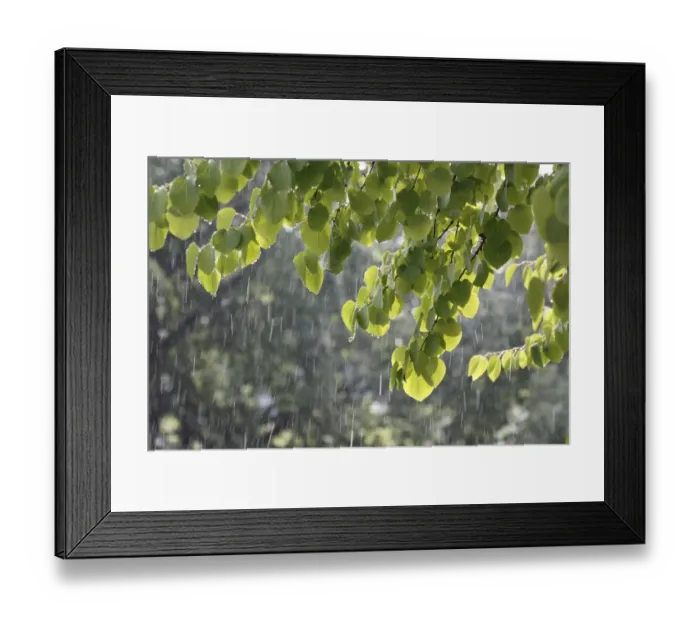 Framed Print : Katsura tree (Cercidiphyllum) during a summer rain Framed Print : Katsura tree (Cercidiphyllum) during a summer rain