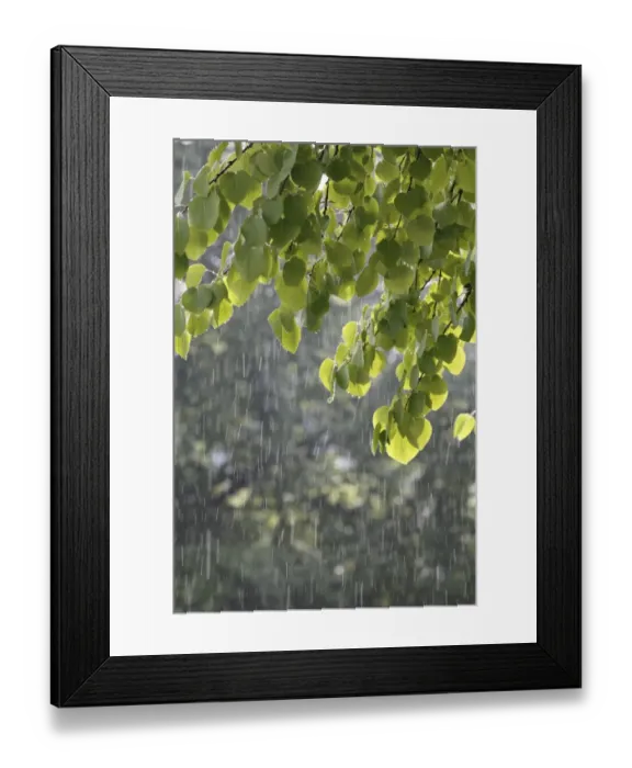 Framed Print : Katsura tree (Cercidiphyllum) during a summer rain Framed Print : Katsura tree (Cercidiphyllum) during a summer rain