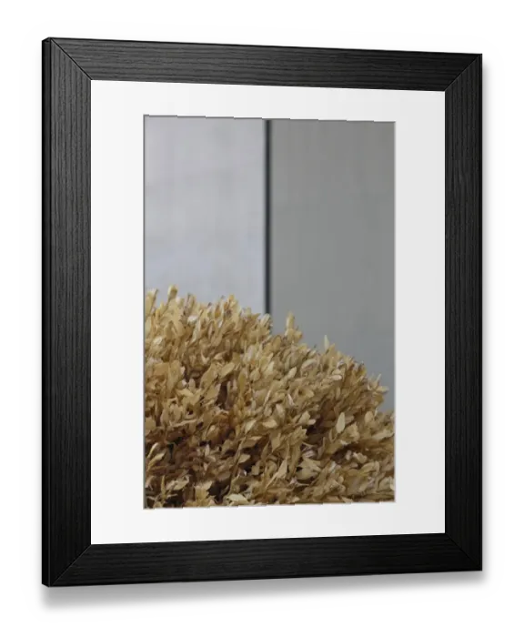Framed Print : Dead box tree Framed Print : Dead box tree