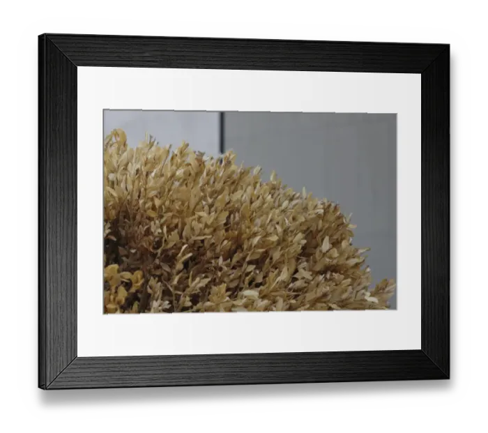 Framed Print : Dead box tree Framed Print : Dead box tree