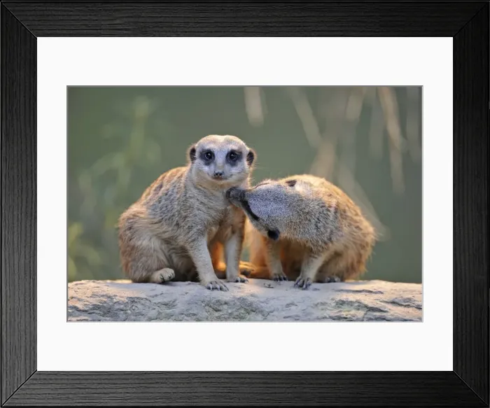Framed Print : Meerkat (Suricata suricatta), juveniles Framed Print : Meerkat (Suricata suricatta), juveniles
