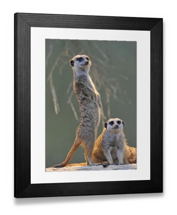 Framed Print : Meerkats (Suricata suricatta), adult and juvenile Framed Print : Meerkats (Suricata suricatta), adult and juvenile