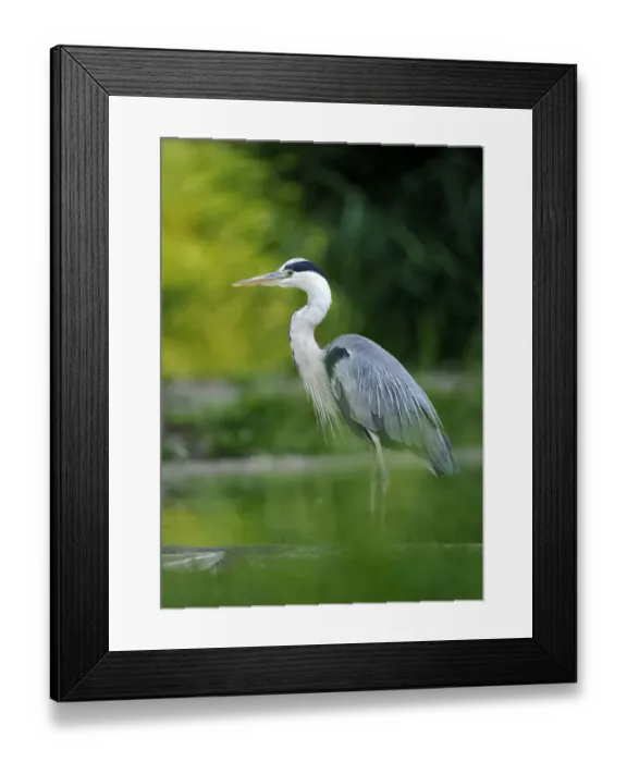 Framed Print : Grey Heron (Ardea cinerea) Framed Print : Grey Heron (Ardea cinerea)