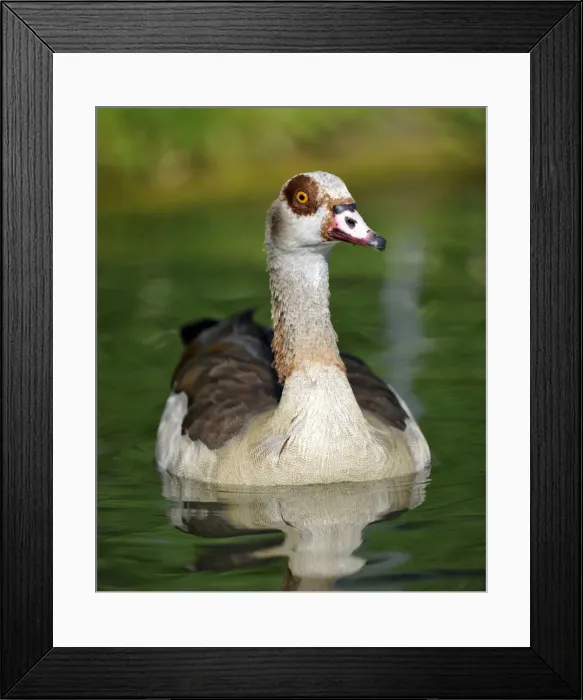 Framed Print : Egyptian Goose (Alopochen aegyptiacus) Framed Print : Egyptian Goose (Alopochen aegyptiacus)