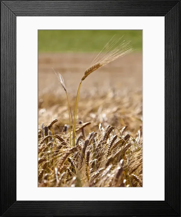 Framed Print : Barley ear (Hordeum vulgare)