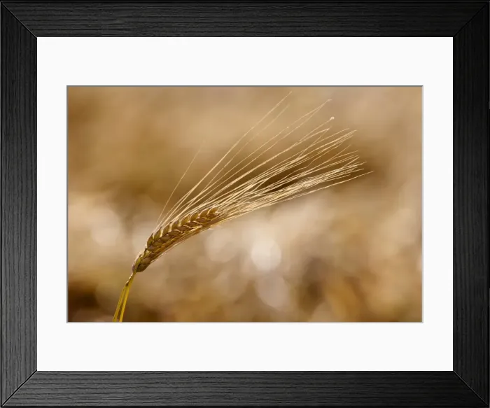 Framed Print : Barley ear (Hordeum vulgare) Framed Print : Barley ear (Hordeum vulgare)