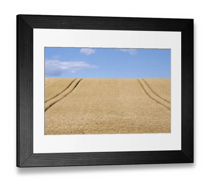 Framed Print : Wheatfield (Triticum) with lane Framed Print : Wheatfield (Triticum) with lane