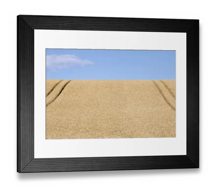 Framed Print : Wheatfield (Triticum) with lane Framed Print : Wheatfield (Triticum) with lane