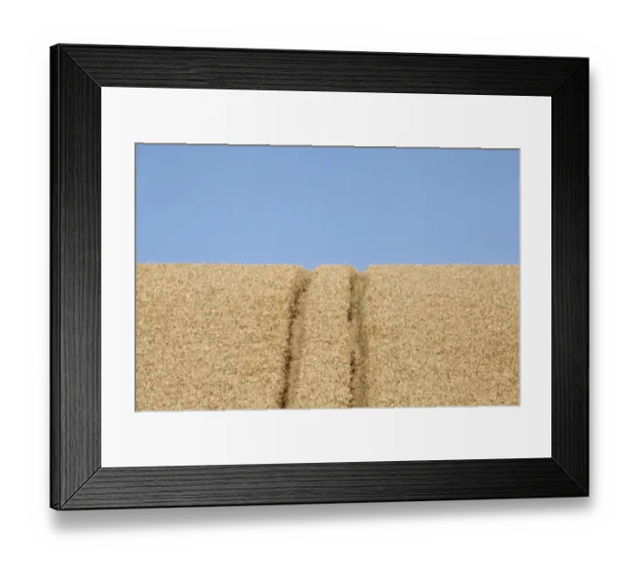 Framed Print : Wheatfield (Triticum) with lane Framed Print : Wheatfield (Triticum) with lane