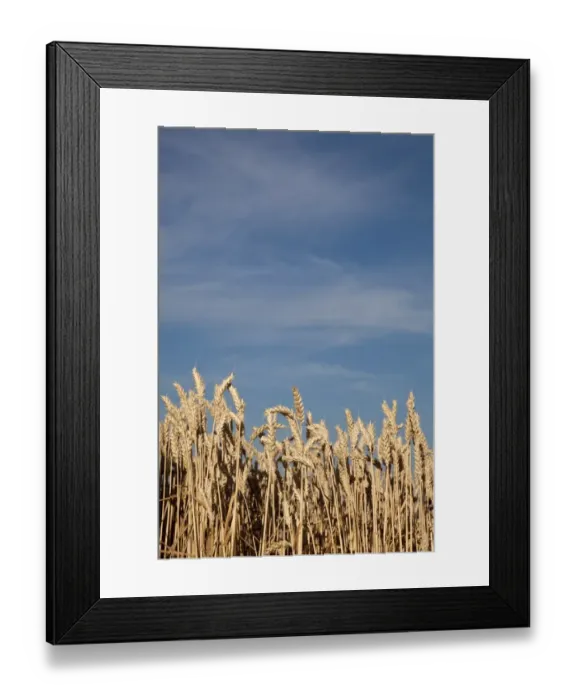 Framed Print : Wheat field (Triticum) Framed Print : Wheat field (Triticum)