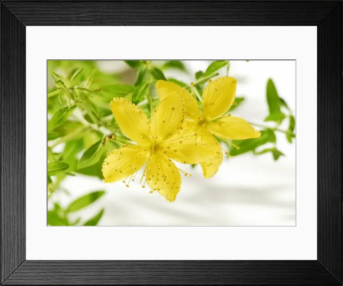 Framed Print : St Johns wort (Hypericum perforatum), medicinal plant Framed Print : St Johns wort (Hypericum perforatum), medicinal plant
