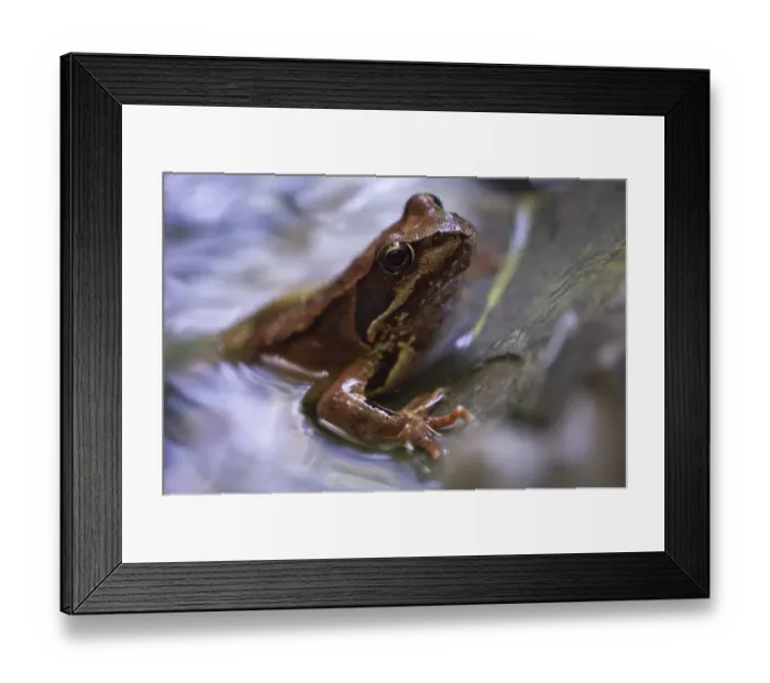 Framed Print : European Common Brown Frog (Rana temporaria), Tauglbach River, Salzburg, Austria, Europe Framed Print : European Common Brown Frog (Rana temporaria), Tauglbach River, Salzburg, Austria, Europe
