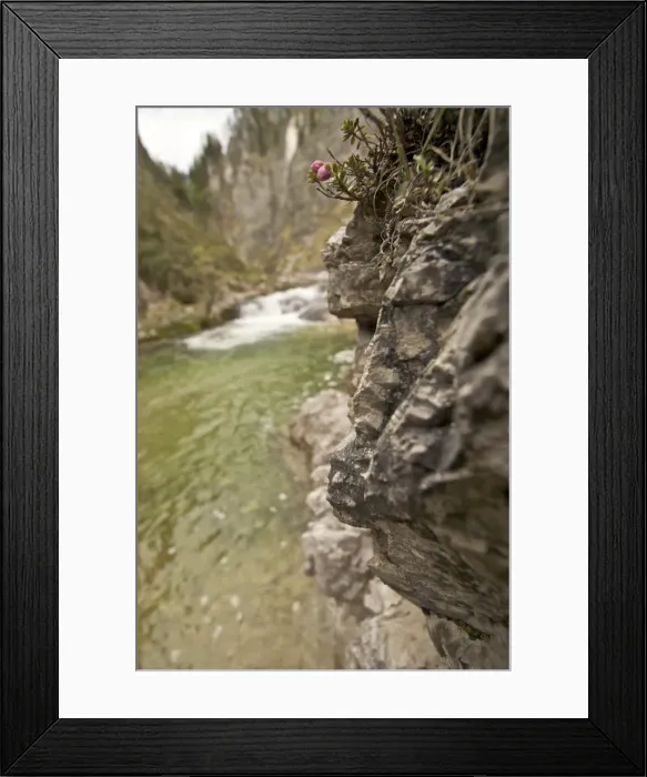 Framed Print : View into the Oetscherbach river, Lower Austria, Austria, Europe Framed Print : View into the Oetscherbach river, Lower Austria, Austria, Europe