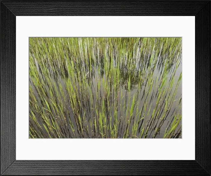 Framed Print : Fresh reeds at a brick pond, Austria, Europe Framed Print : Fresh reeds at a brick pond, Austria, Europe