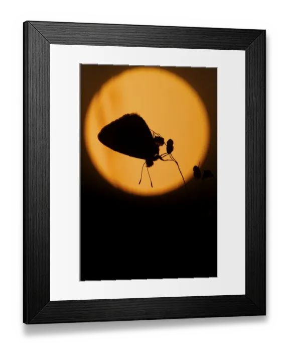 Framed Print : Common Blue (Lycaenidae) at sunrise Framed Print : Common Blue (Lycaenidae) at sunrise