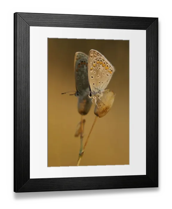 Framed Print : Common Blues (Lycaenidae) at sunrise