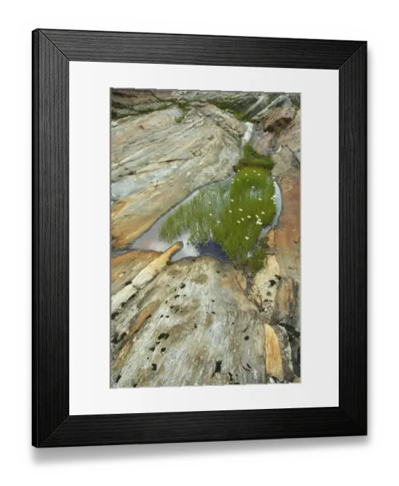 Framed Print : Smoothed rocks at the Schlatenkees glacier with cotton grass, Nationalpark Hohe Tauern national park, Tyrol, Austria, Europe Framed Print : Smoothed rocks at the Schlatenkees glacier with cotton grass, Nationalpark Hohe Tauern national park, Tyrol, Austria, Europe