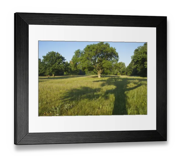Framed Print : Shadow of an Oak Tree (Quercus) Framed Print : Shadow of an Oak Tree (Quercus)
