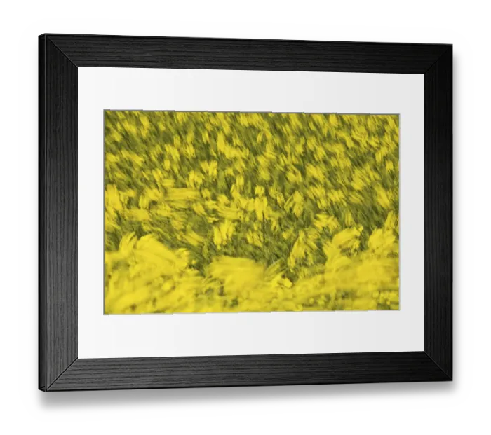 Framed Print : Rape (Brassica napus), field in the wind Framed Print : Rape (Brassica napus), field in the wind