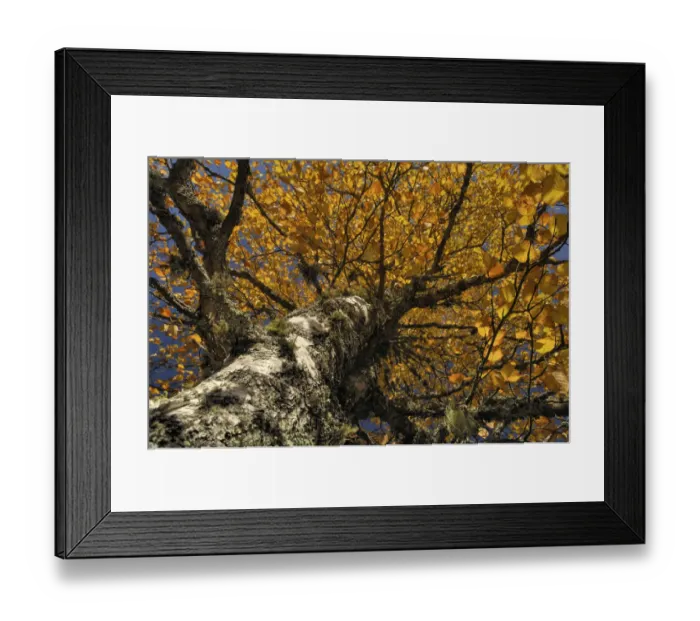 Framed Print : Autumnal birch (Betula) Framed Print : Autumnal birch (Betula)