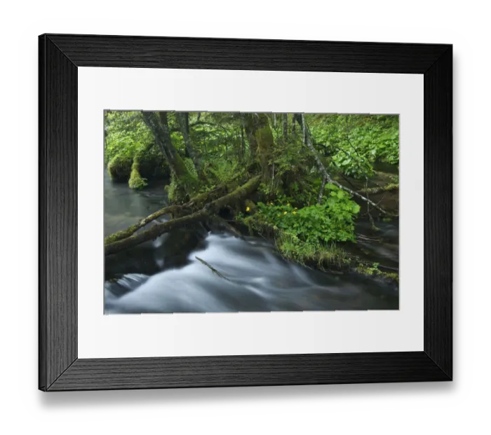 Framed Print : Small bog at Johnsbach, Gesaeuse National Park, Styria, Austria, Europe Framed Print : Small bog at Johnsbach, Gesaeuse National Park, Styria, Austria, Europe