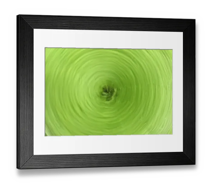 Framed Print : Rotating fern (Osmunda regalis)