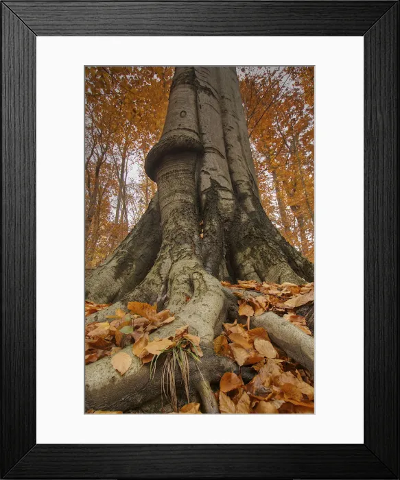 Framed Print : Old beech tree in the Wienerwald or Vienna Woods, Lower Austria, Austria, Europe Framed Print : Old beech tree in the Wienerwald or Vienna Woods, Lower Austria, Austria, Europe