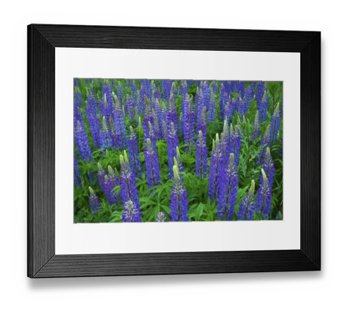 Framed Print : Blue lupines (Lupinus) Framed Print : Blue lupines (Lupinus)