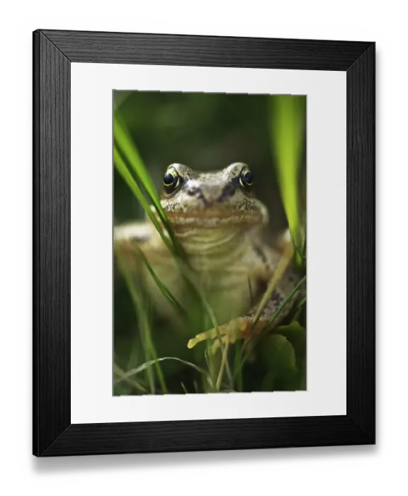 Framed Print : Common frog (Rana temporaria) Framed Print : Common frog (Rana temporaria)