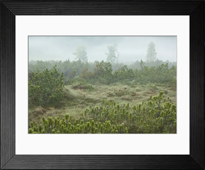 Framed Print : Fog in the moor in St. Lorenzen, National Nockberge, Carinthia, Austria, Europe Framed Print : Fog in the moor in St. Lorenzen, National Nockberge, Carinthia, Austria, Europe