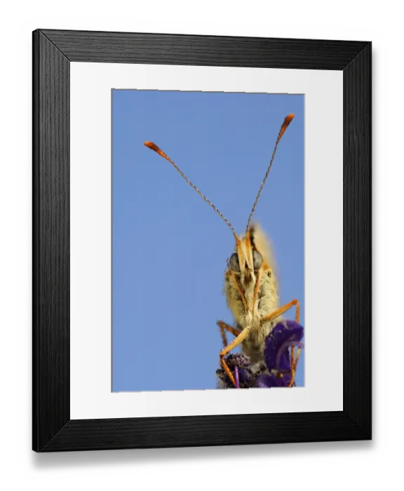 Framed Print : Weavers Fritillary or Violet Fritillary (boloria dia), close-up Framed Print : Weavers Fritillary or Violet Fritillary (boloria dia), close-up