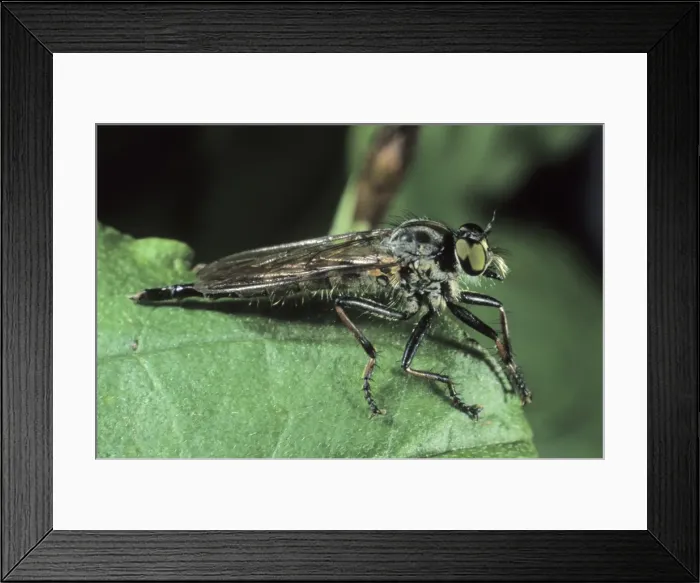 Framed Print : Manx Robber Fly (Machimus sp. ) Framed Print : Manx Robber Fly (Machimus sp. )