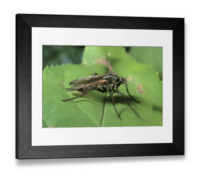 Framed Print : Dance Fly (Empis tessellata) Framed Print : Dance Fly (Empis tessellata)